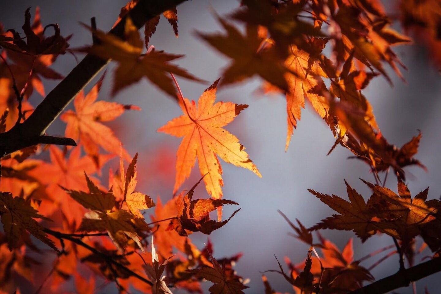 Red and orange maple leaves in autumn against a grey sky
