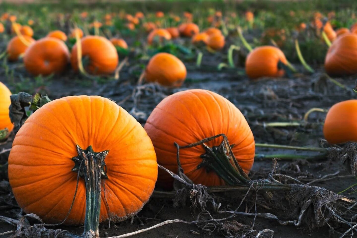 A field scattered with large orange pumpkins