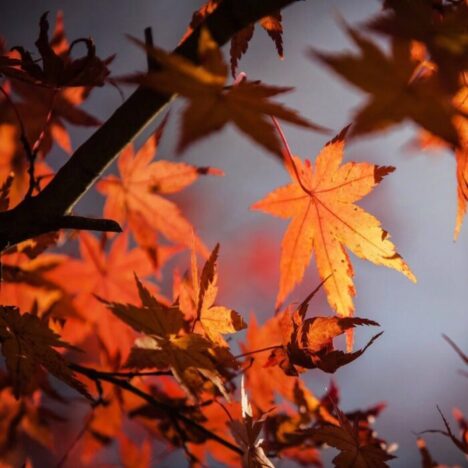 Red and orange maple leaves against a grey sky