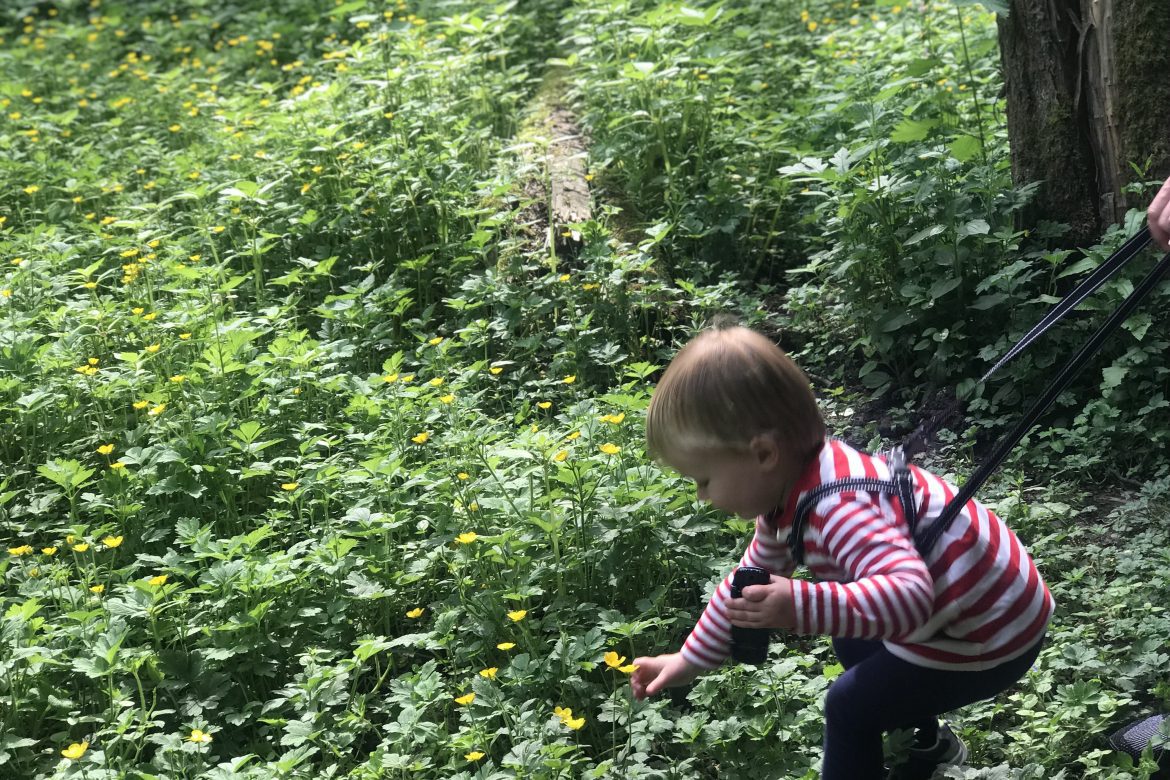 5 Things To Do In West Lancashire | A young boy explores some flowers in a fairy glen www.oddhogg.com