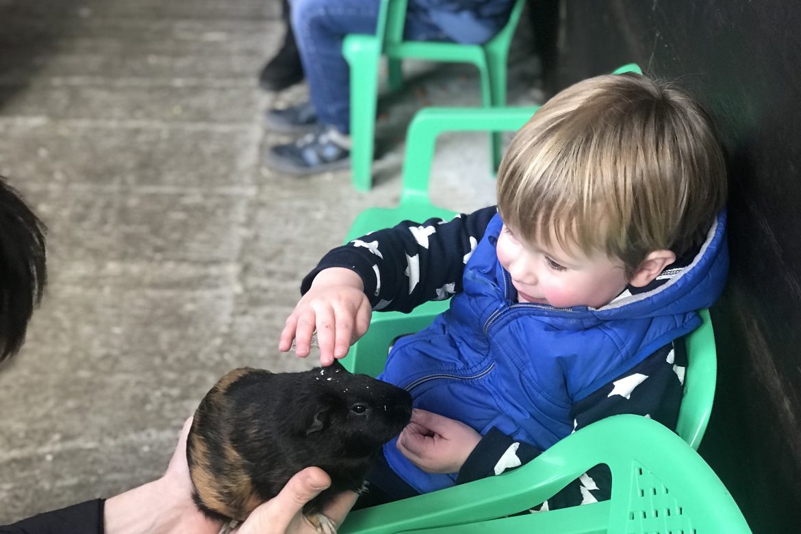 5 Things To Do In West Lancashire | A young boy sits in a green chair and pets a guinea pig. He is wearing a blue gilet www.oddhogg.com