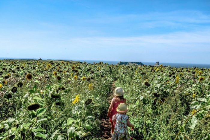 2 girls are walking away from the camera through a field of sunflowers in South West Wales