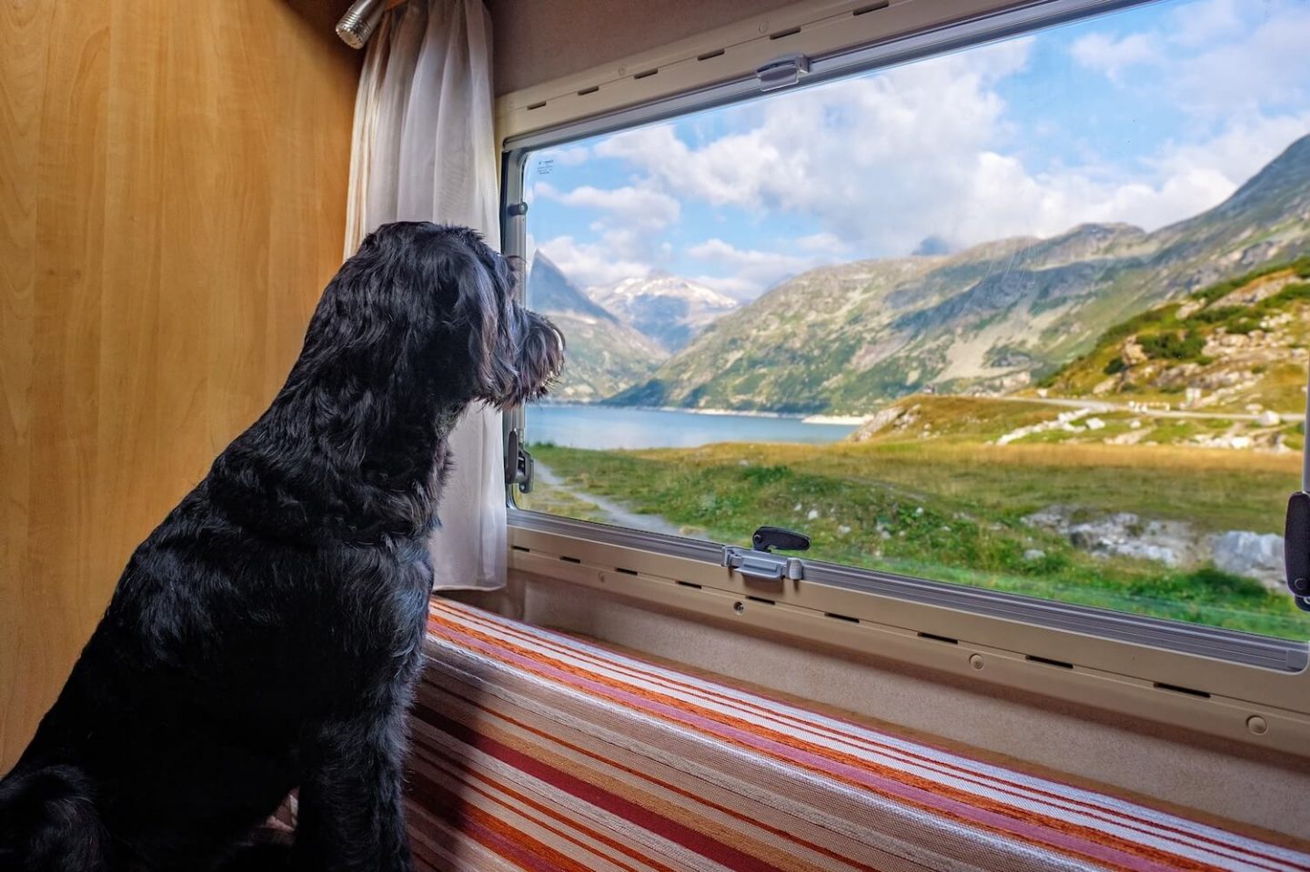 A black shaggy dog looking out of a caravan window