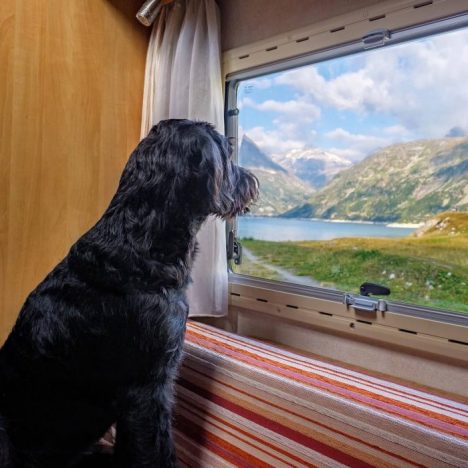 A black shaggy dog looking out of a caravan window