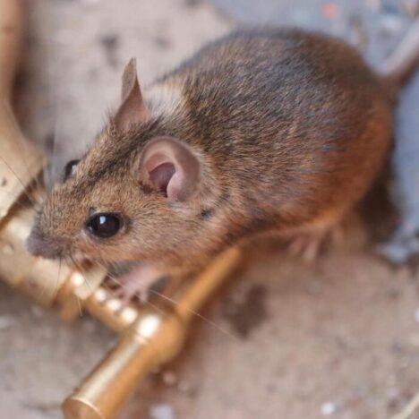A mouse next to a metal cap