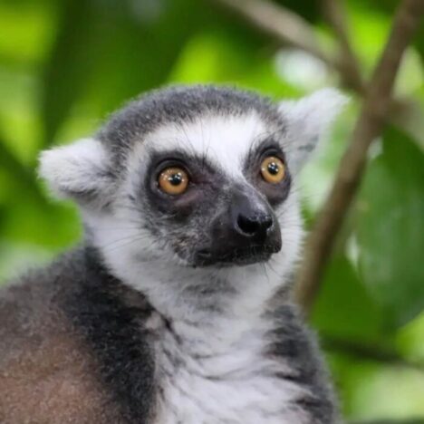 A close up of a small grey and white monkey